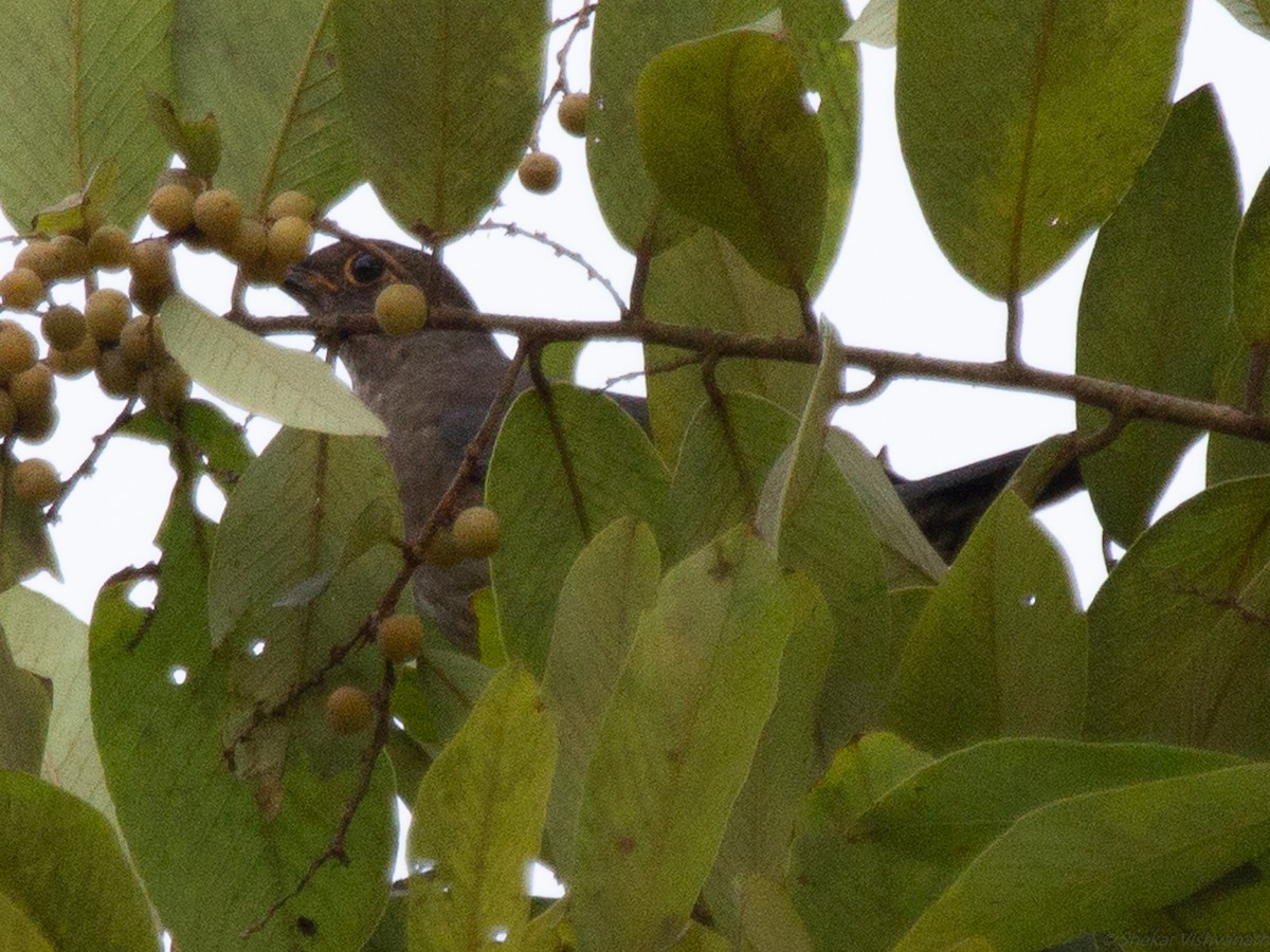 Bulbul Cabecigrís - ML129220971