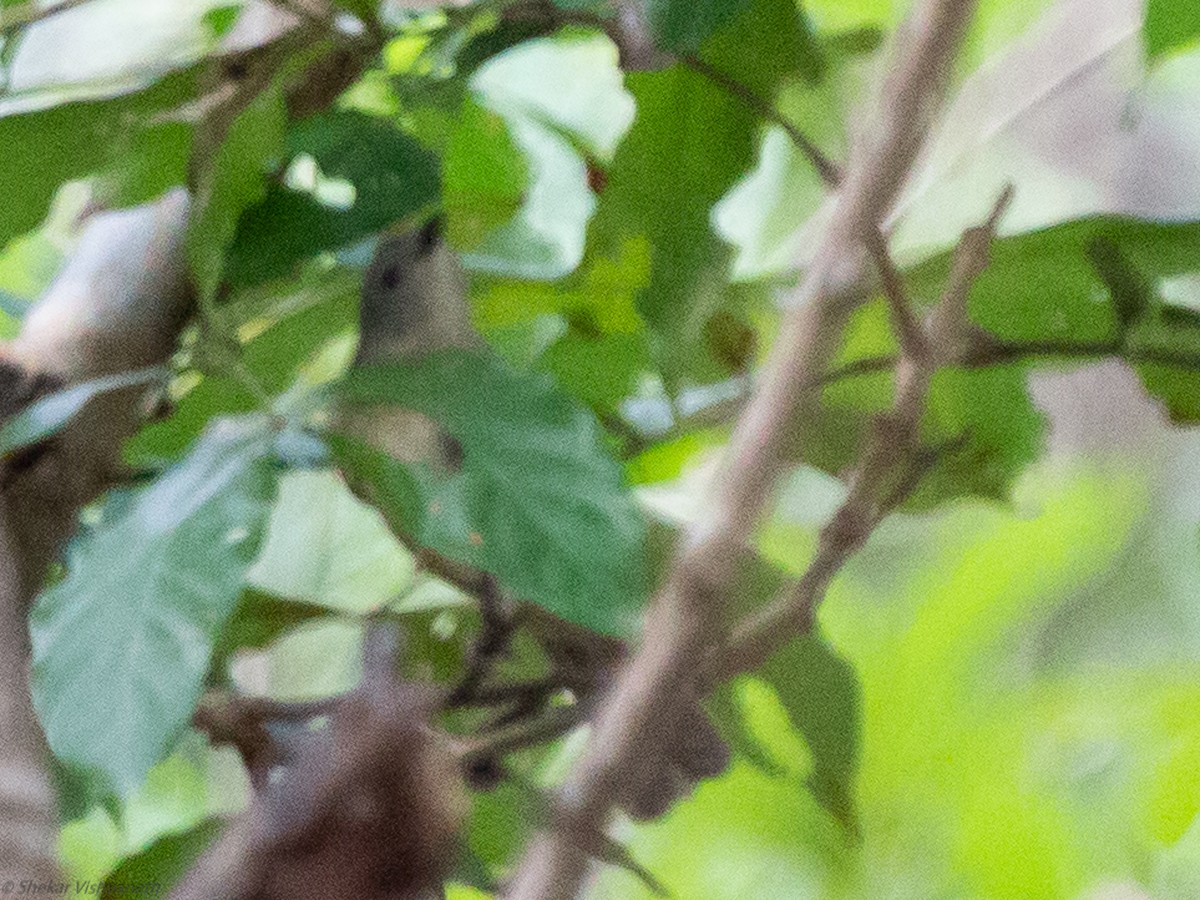 Brown-cheeked Fulvetta - Shekar Vishvanath