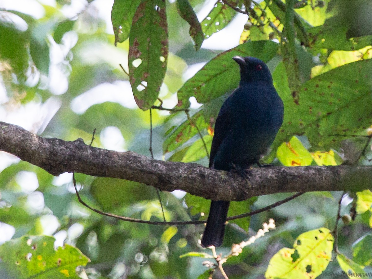 Asian Fairy-bluebird - ML129221071