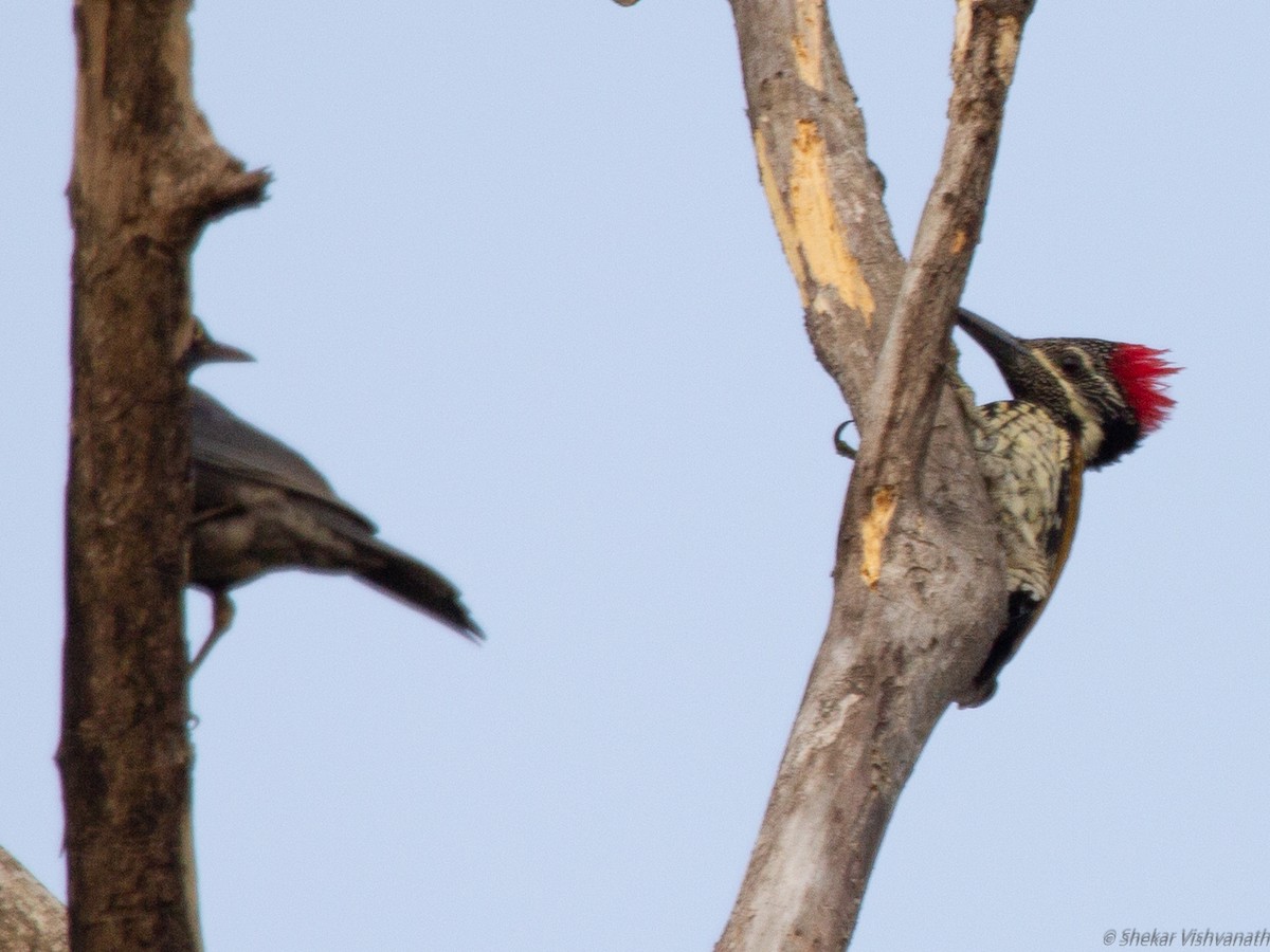 Indian Blackbird - ML129221101