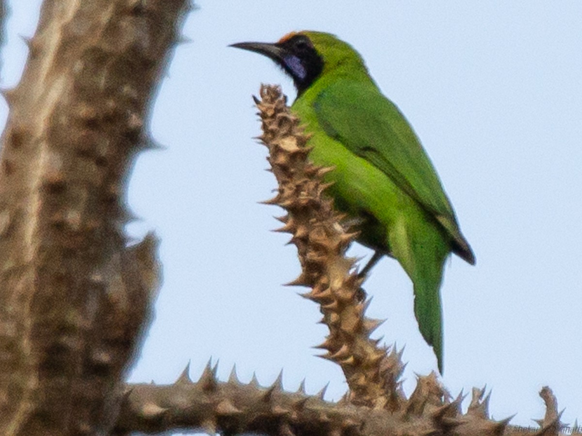 Golden-fronted Leafbird - ML129221111