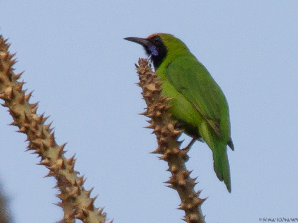 Golden-fronted Leafbird - ML129221121