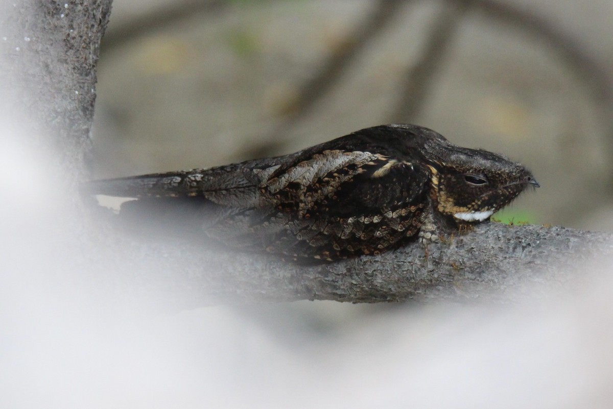 Doğu Avustralya Çobanaldatanı - ML129221351