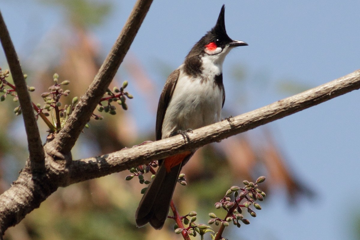 bulbul červenouchý - ML129221471