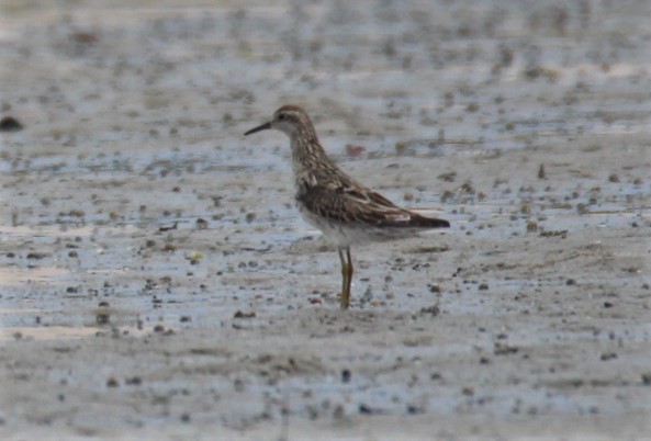 Kıl Kuyruklu Kumkuşu - ML129221511