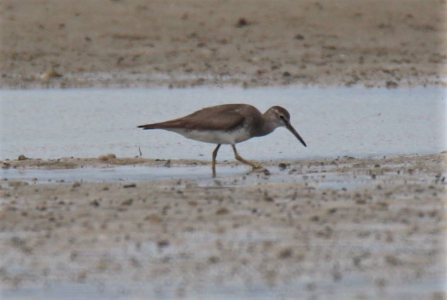 Gri Sırtlı Düdükçün - ML129221681