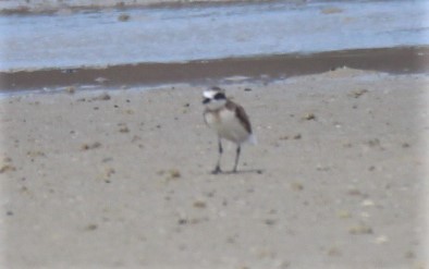 Büyük Cılıbıt - ML129221831