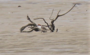 Kızıl Takkeli Cılıbıt - ML129221881