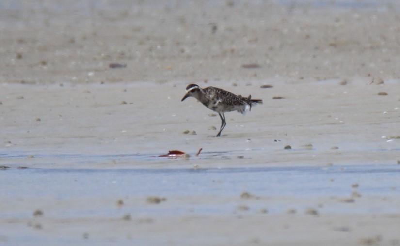 Küçük Altın Yağmurcun - ML129221911