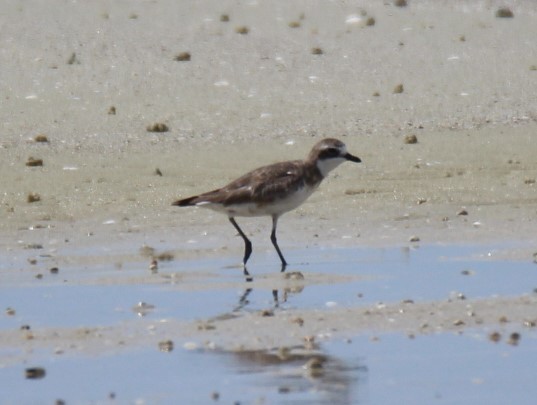 Sibirya Cılıbıtı - ML129221941