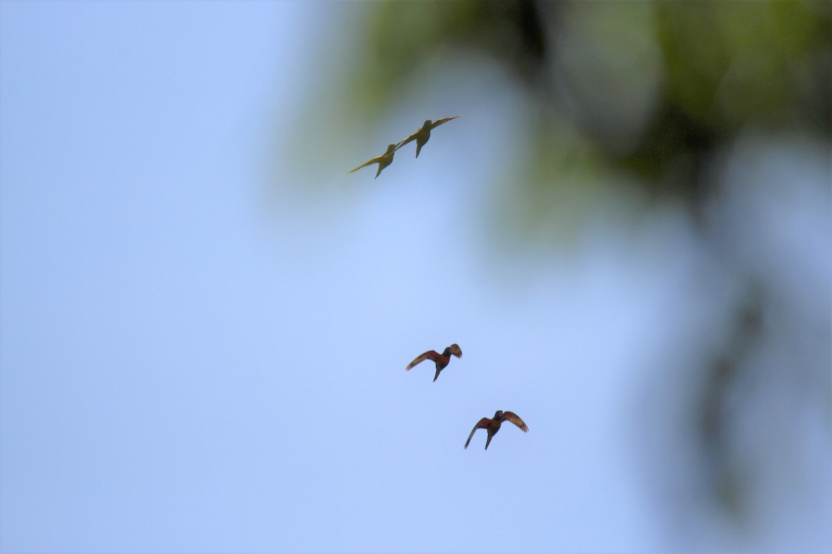 Gökkuşağı Renkli Loriket - ML129221961