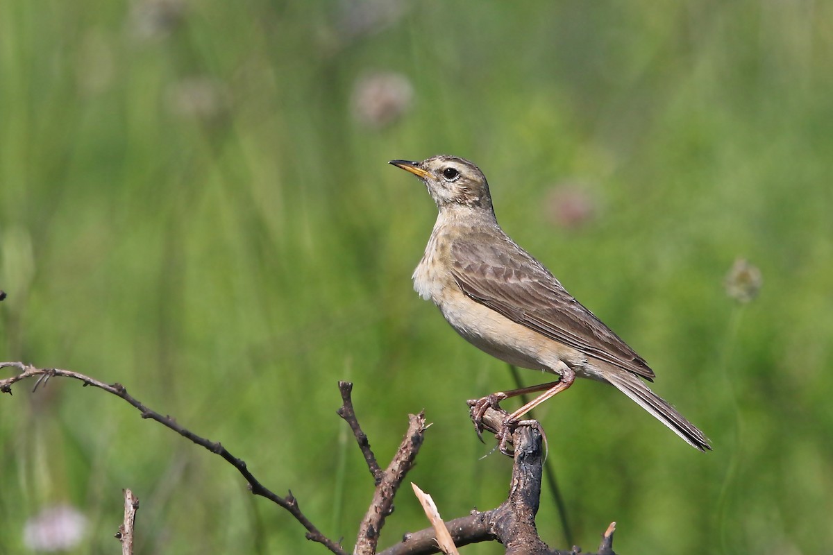 Plain-backed Pipit - ML129223131