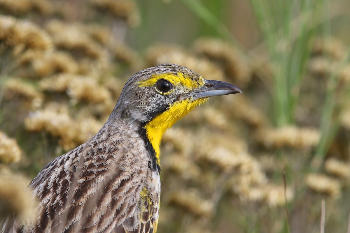 Yellow-throated Longclaw - ML129223161