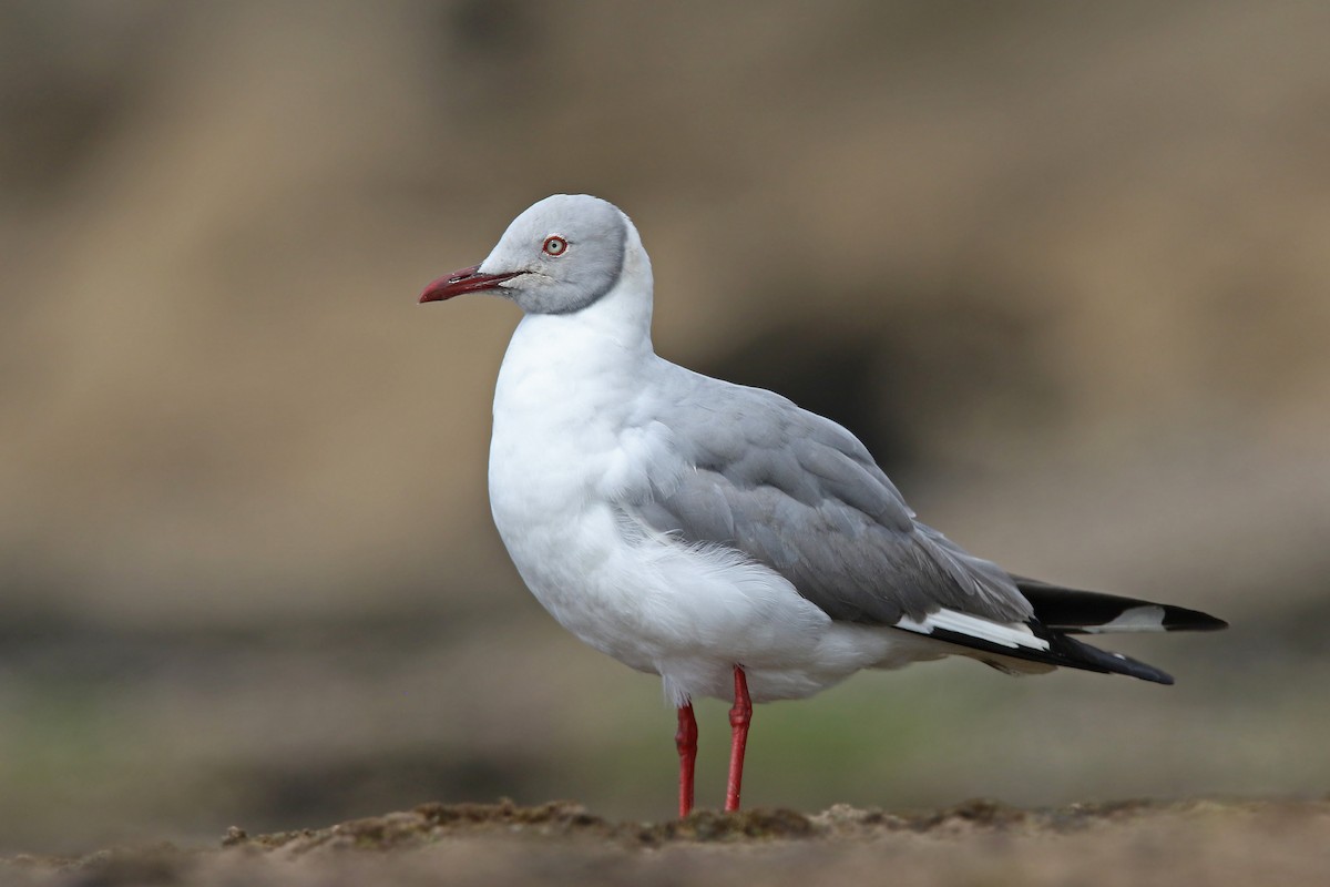 Gray-hooded Gull - ML129223261