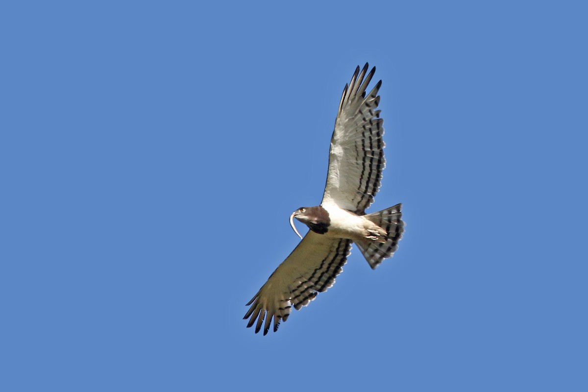 Black-chested Snake-Eagle - ML129223281