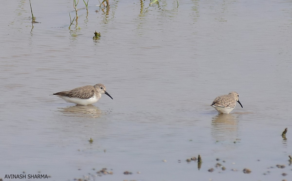 Dunlin - ML129224301