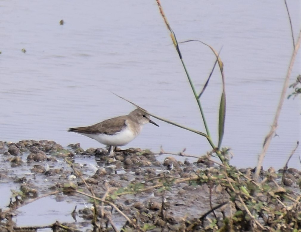 Temminck's Stint - AVINASH SHARMA