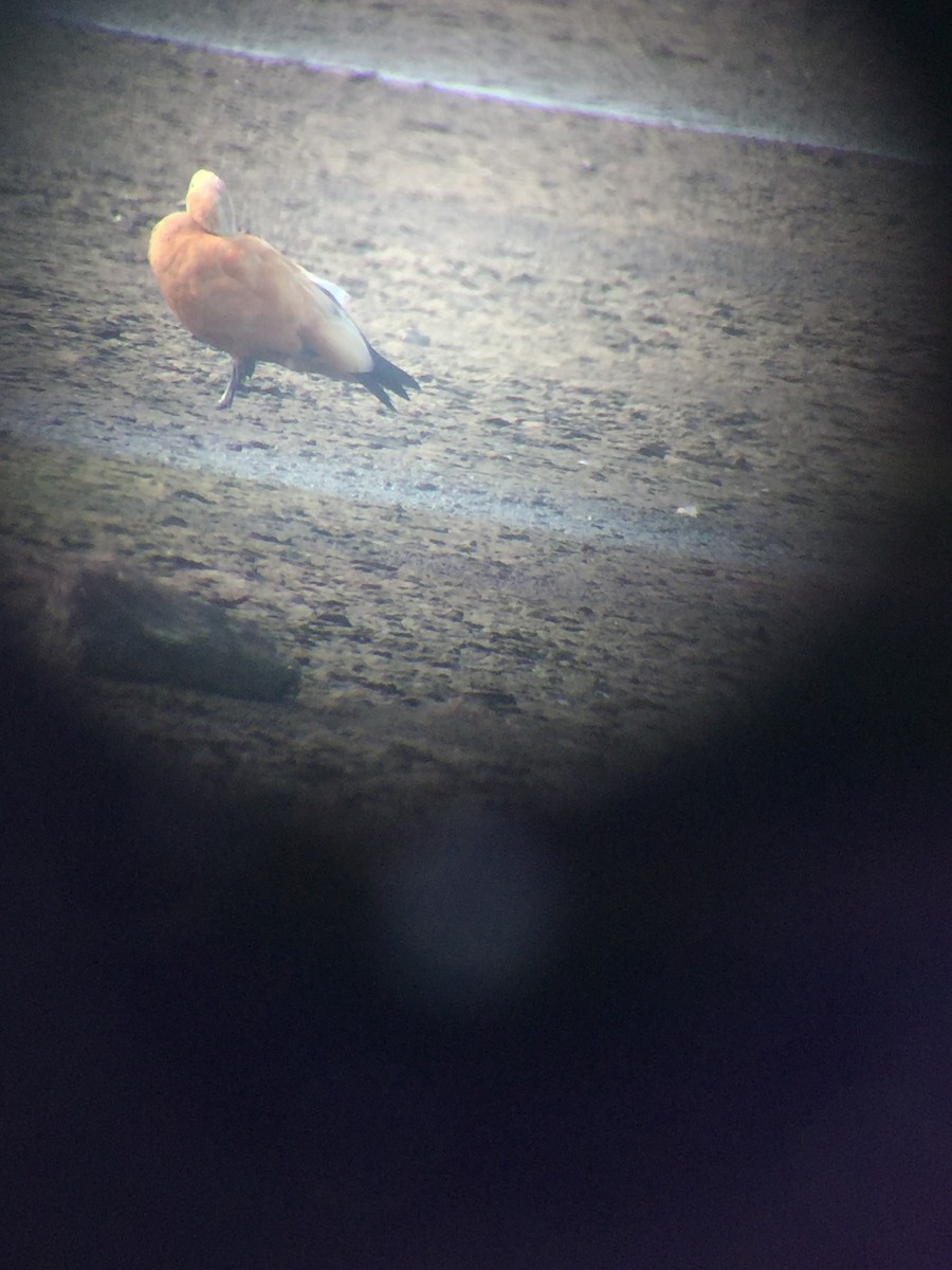 Ruddy Shelduck - ML129224411