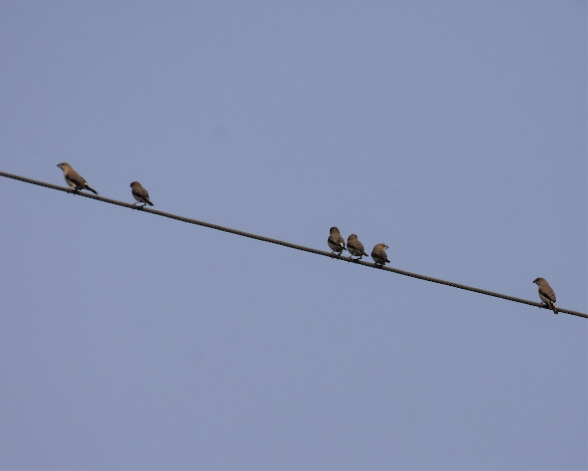 Indian Silverbill - ML129224481