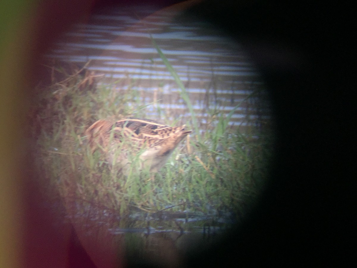 Common Snipe - ML129225201