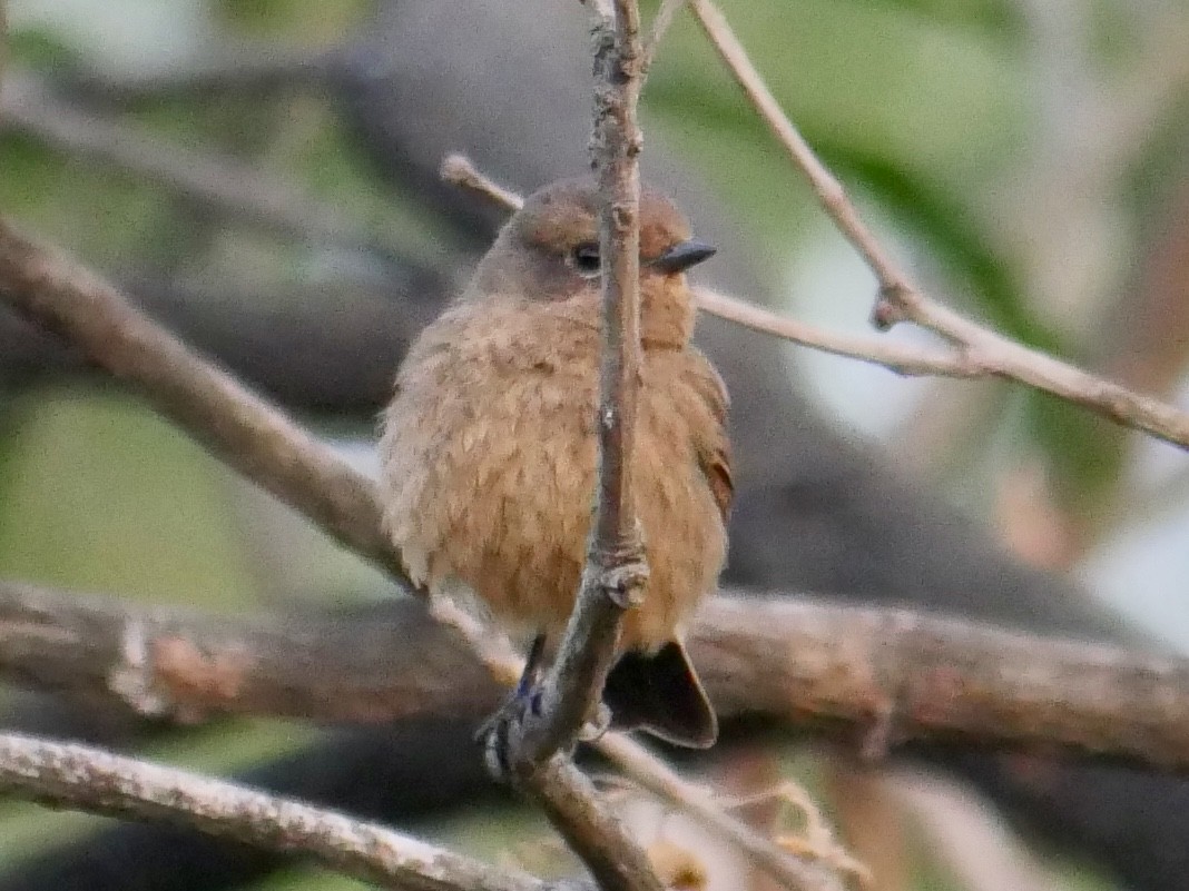 Pied Bushchat - ML129226241