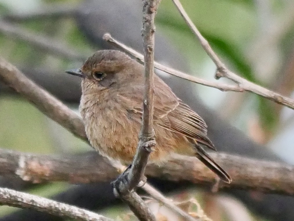 Pied Bushchat - ML129226251