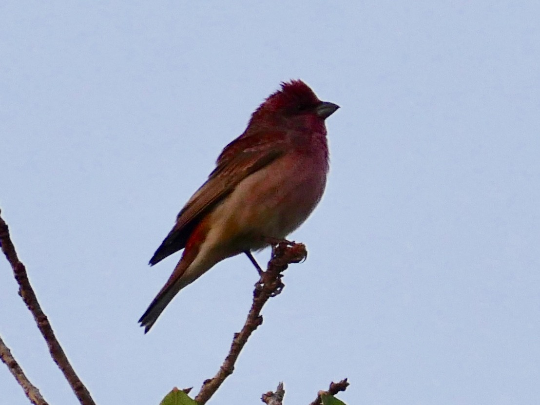 Common Rosefinch - ML129226271