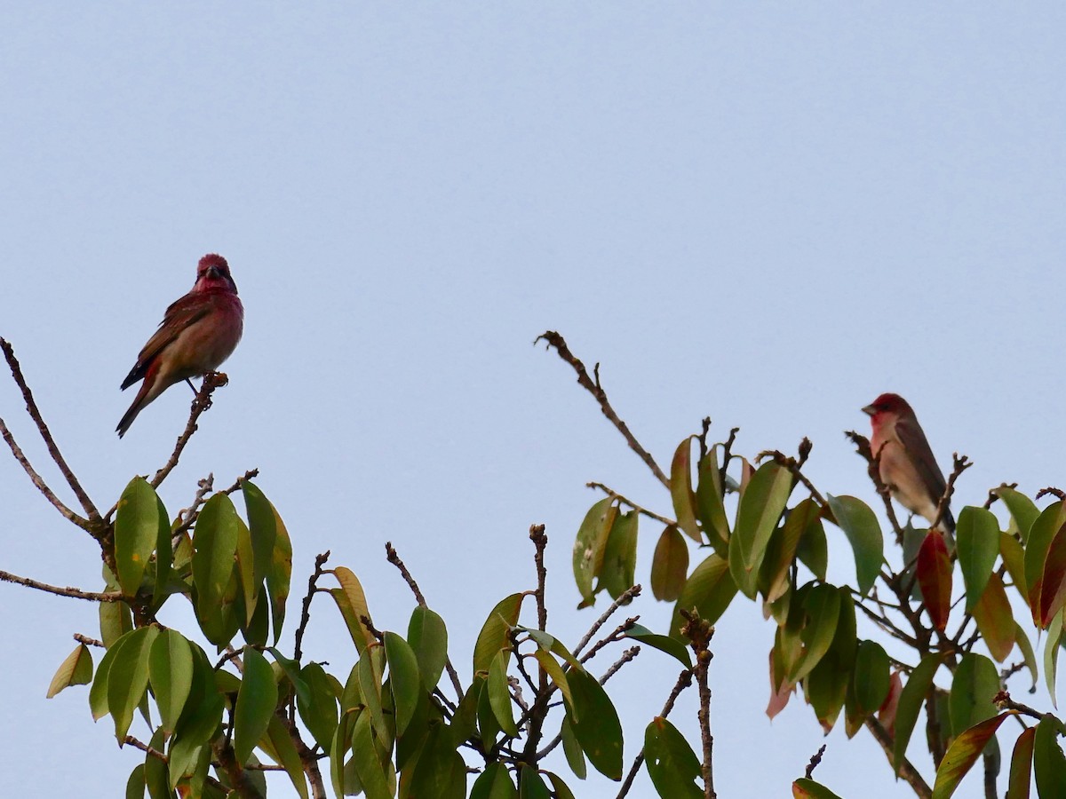 Common Rosefinch - ML129226291