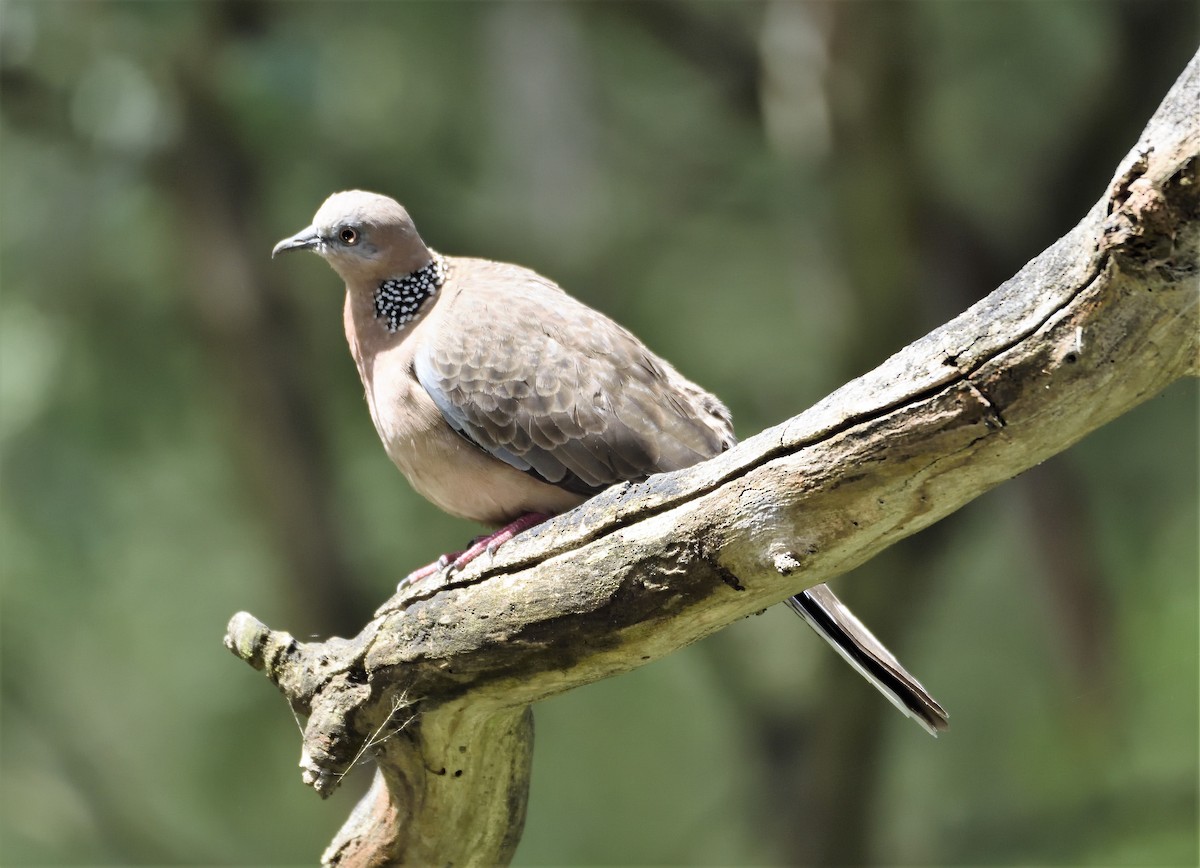 Spotted Dove - ML129226441