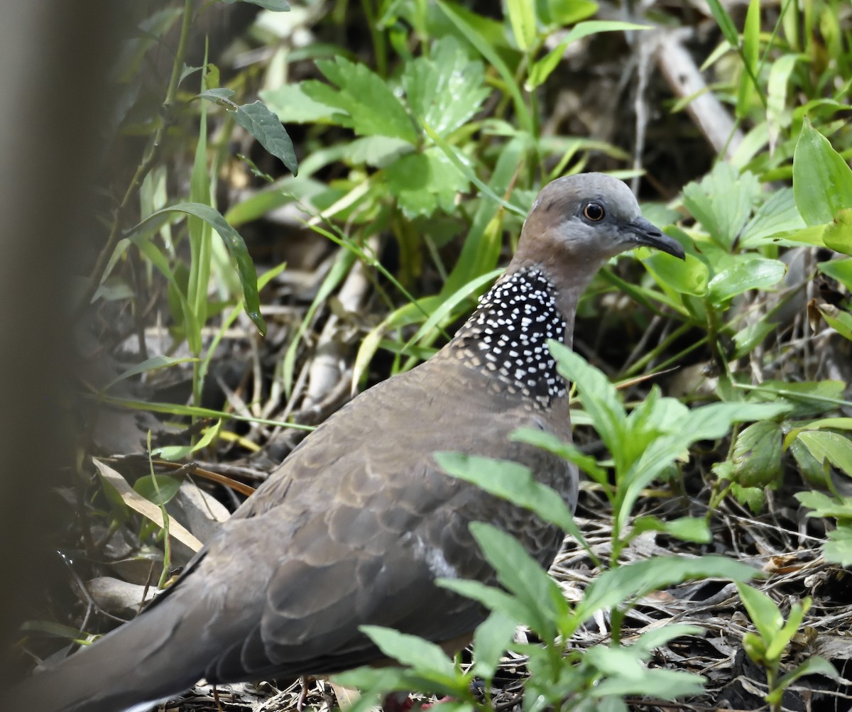 Spotted Dove - ML129226451