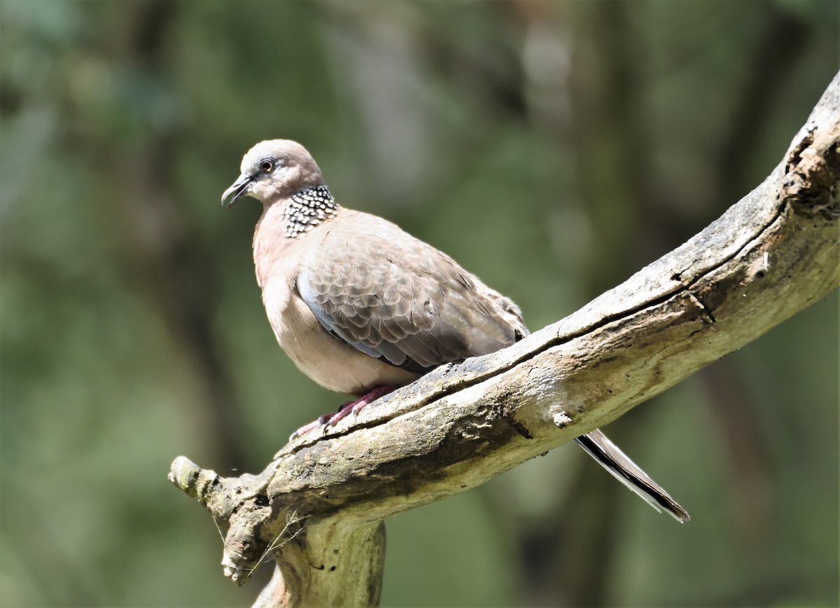 Spotted Dove - ML129226461