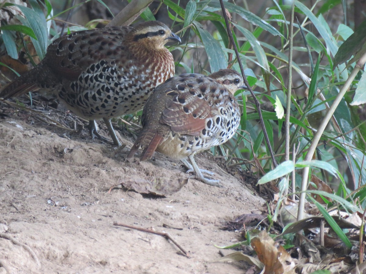 Mountain Bamboo-Partridge - Thomas Brooks