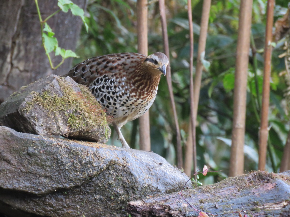 Mountain Bamboo-Partridge - Thomas Brooks