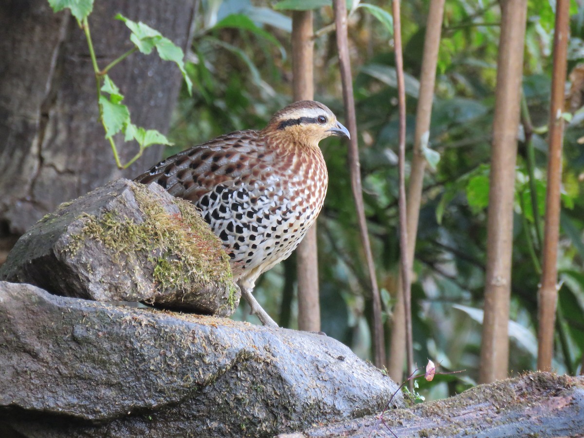 Mountain Bamboo-Partridge - Thomas Brooks