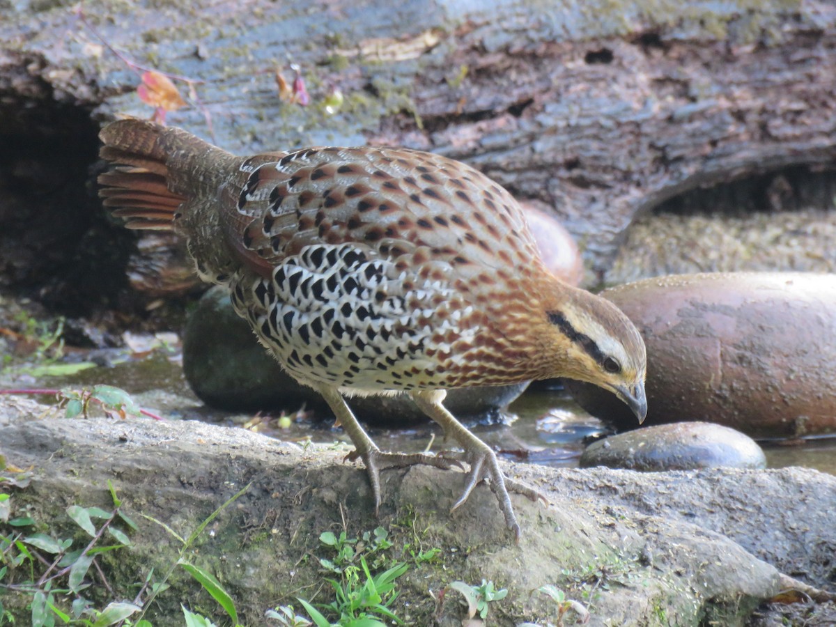 Mountain Bamboo-Partridge - Thomas Brooks