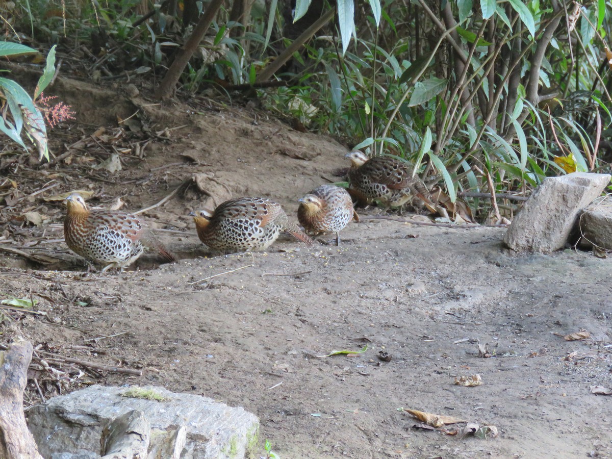 Mountain Bamboo-Partridge - Thomas Brooks