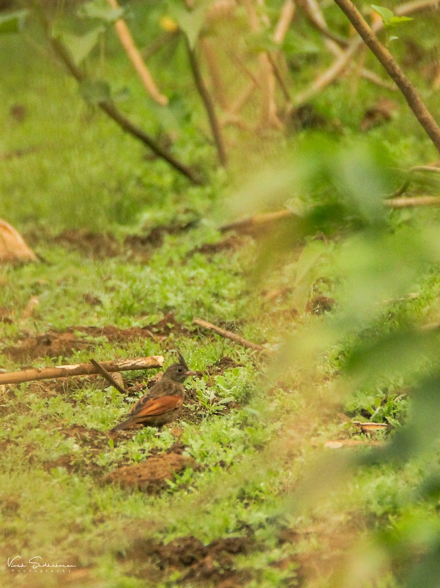 Crested Bunting - Vivek Sudhakaran