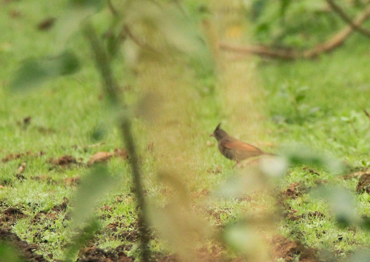 Crested Bunting - Vivek Sudhakaran