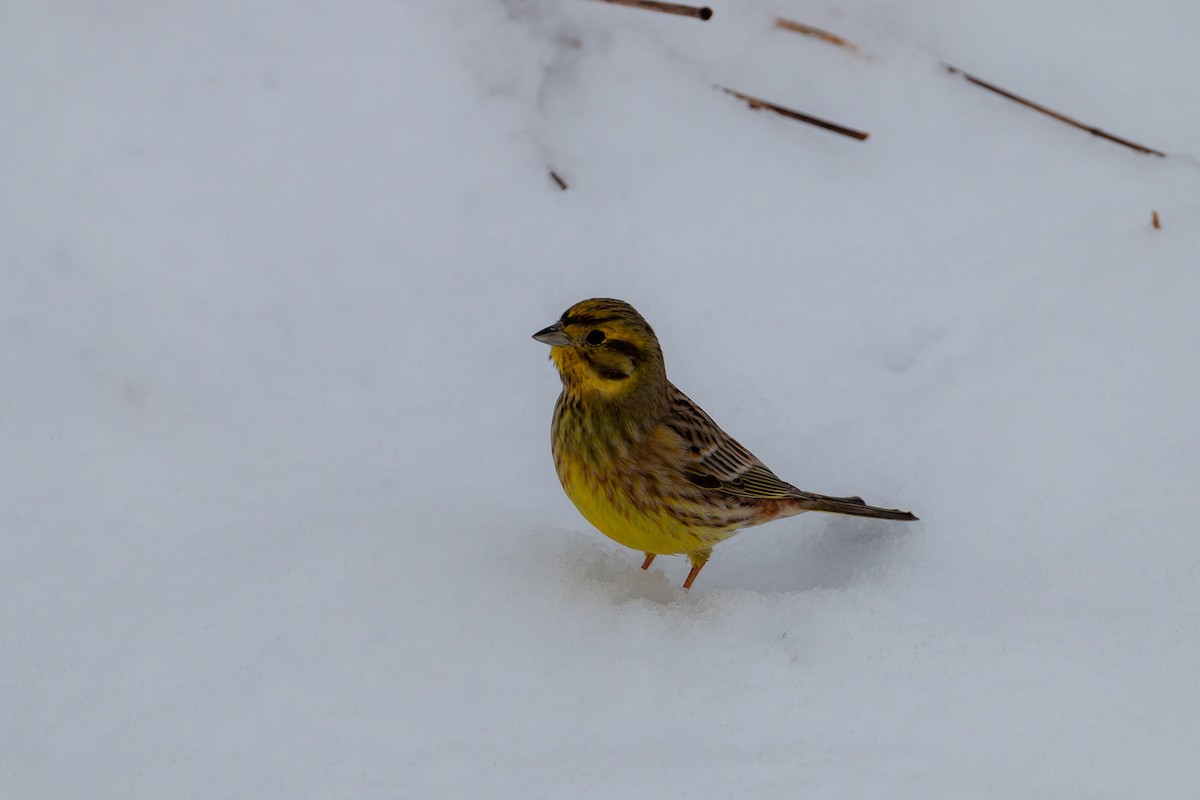 Yellowhammer - ML129227631