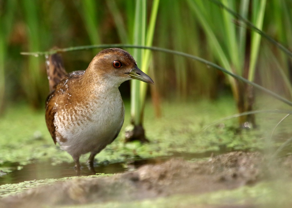 Baillon's Crake - Sneha Gupta