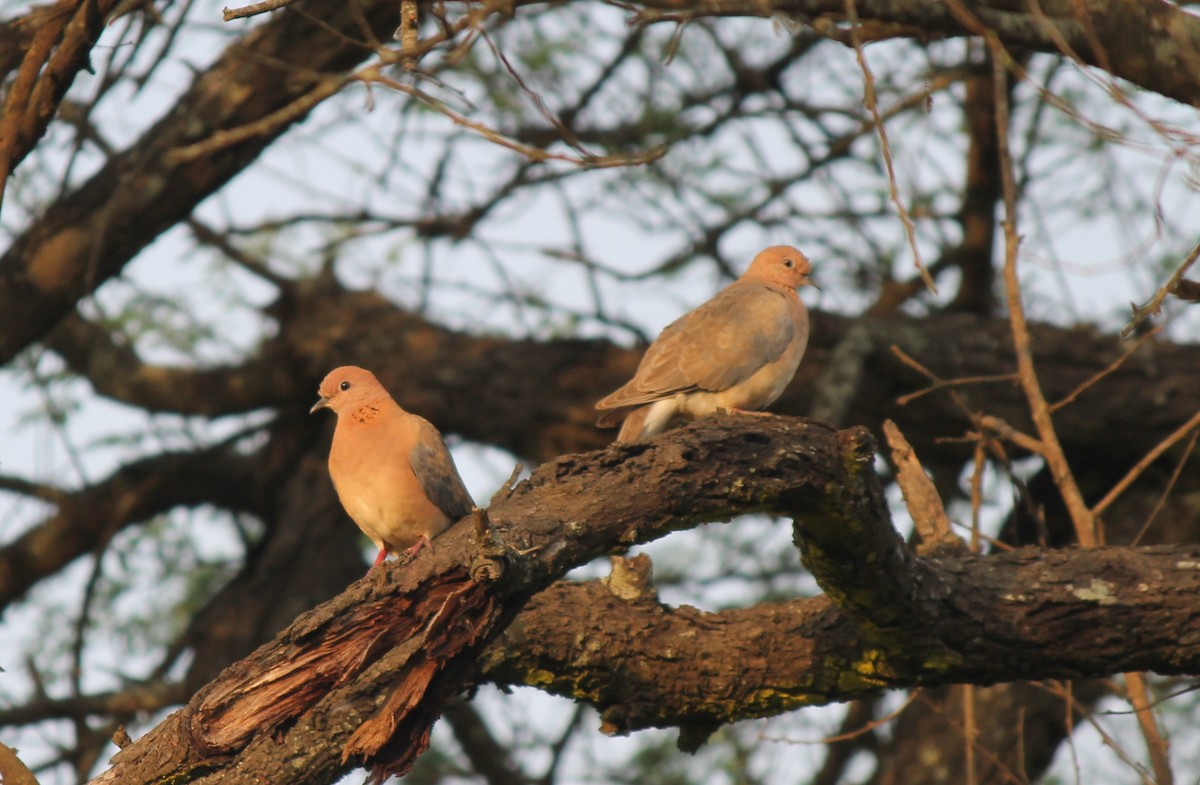 Tórtola Senegalesa - ML129228101