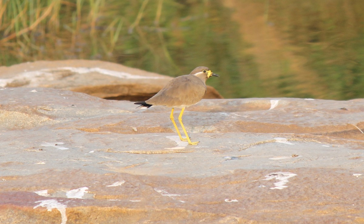 Yellow-wattled Lapwing - bapu behera