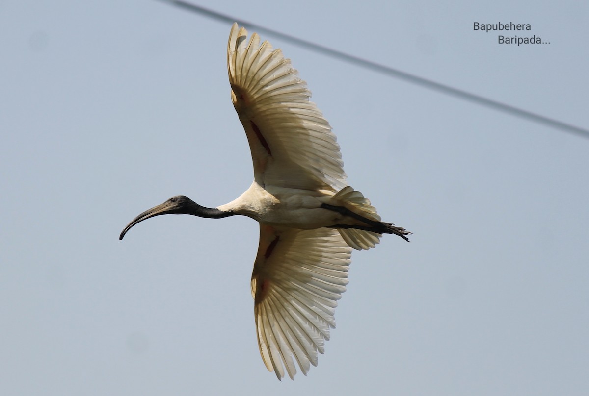 ibis černohlavý - ML129228161