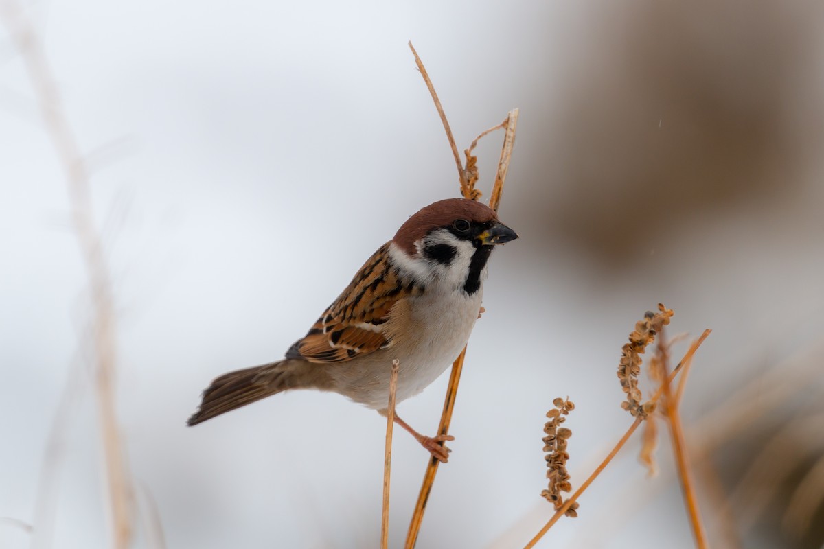 Eurasian Tree Sparrow - ML129228611