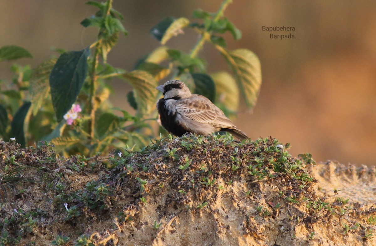Ashy-crowned Sparrow-Lark - bapu behera