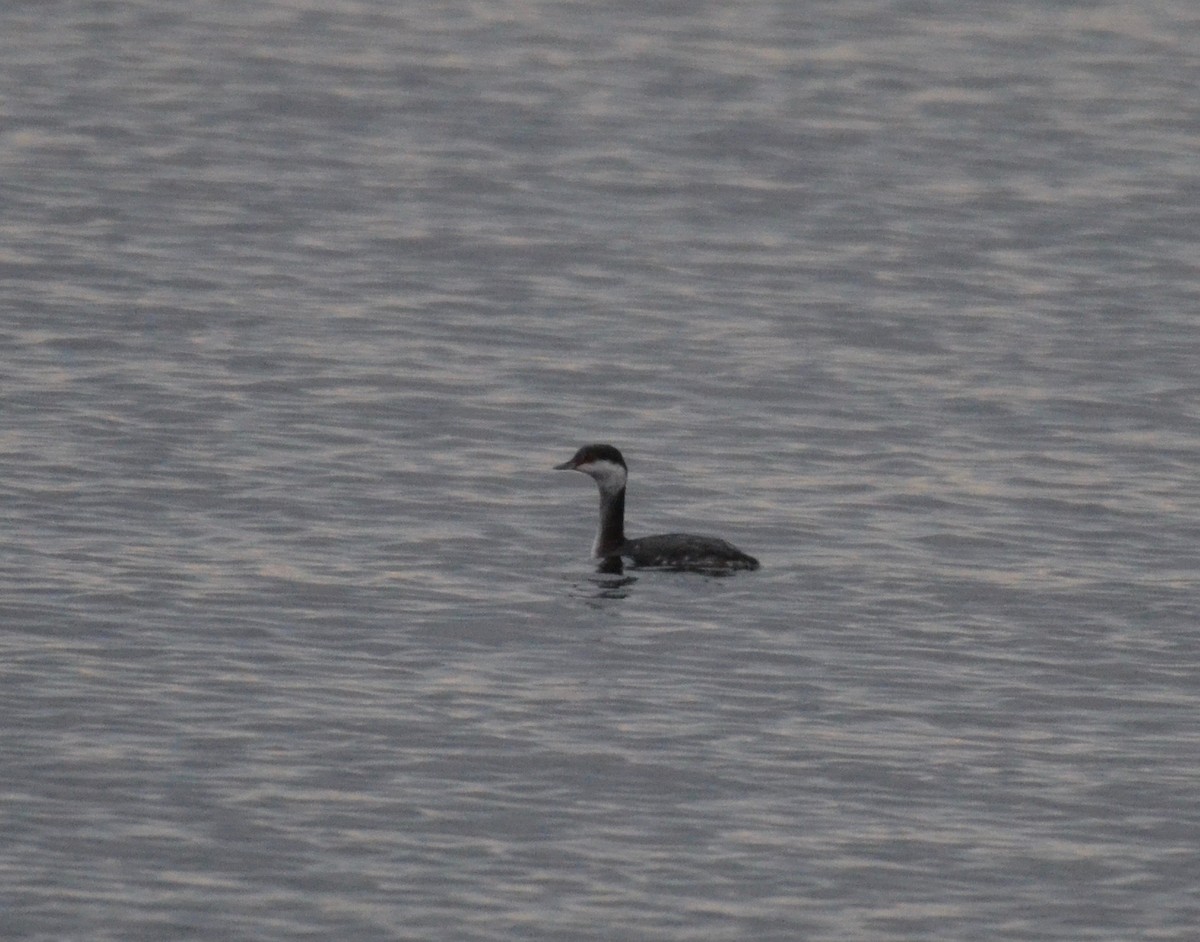 Horned Grebe - ML129228921