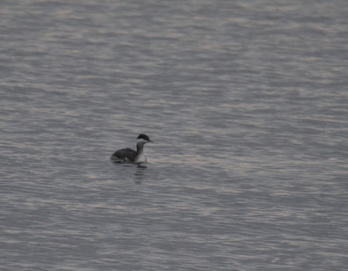 Horned Grebe - ML129228931