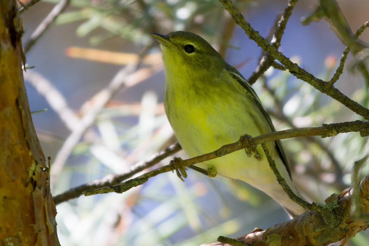 Blackpoll Warbler - Sue Barth