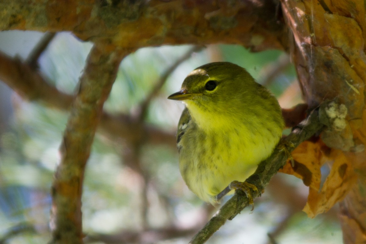 Blackpoll Warbler - ML129229051