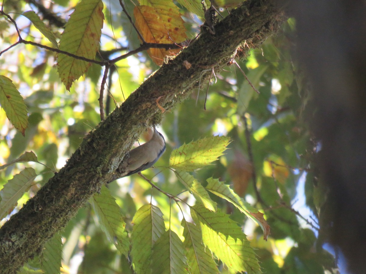 Chestnut-vented Nuthatch - ML129231621